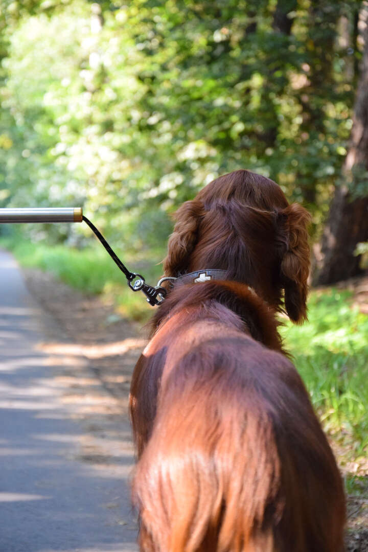 dobar Fahrradleine Walky Dog Plus
